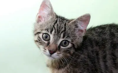 Genome atlas reveals genetic basis of feline cancer