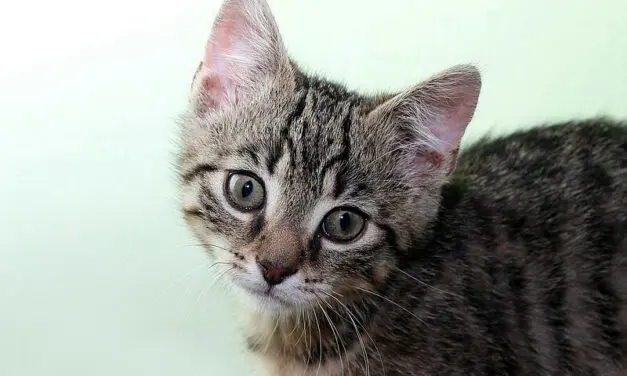 Medical experts delighted: cats prefer left-sided sleeping position