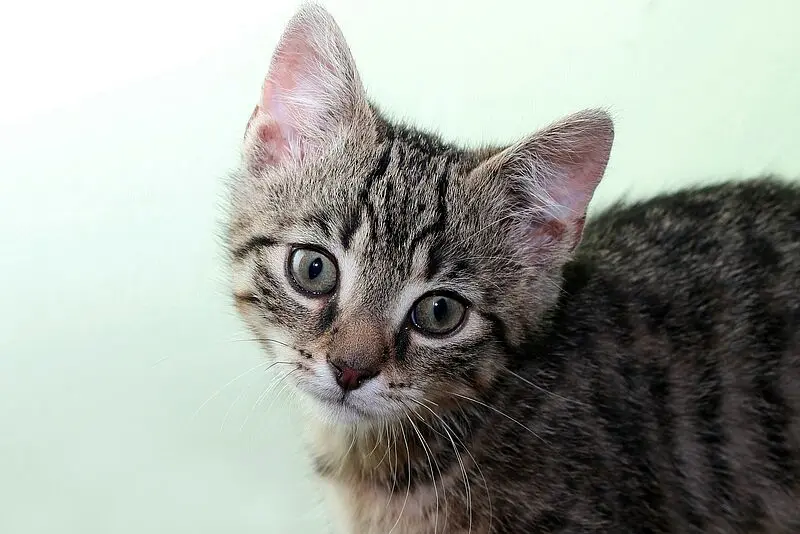 Genome atlas reveals genetic basis of feline cancer