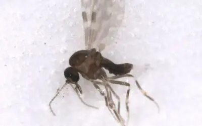 Deadly Oropouche virus: real risk for Europe proven