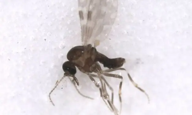 Deadly Oropouche virus: real risk for Europe proven