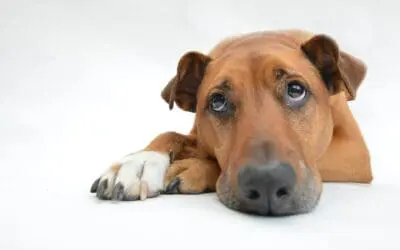 Dogs react individually to human fear odors