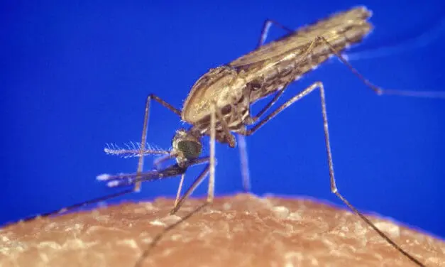 New drug combinations show efficacy against resistant malaria