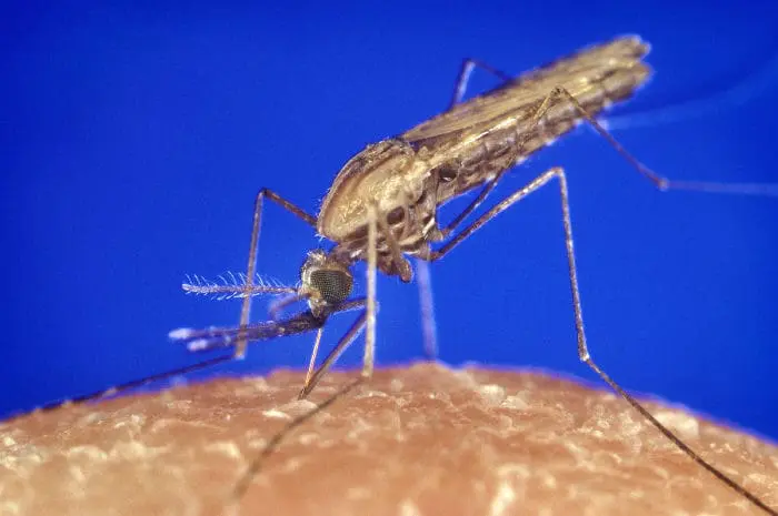 New drug combinations show efficacy against resistant malaria