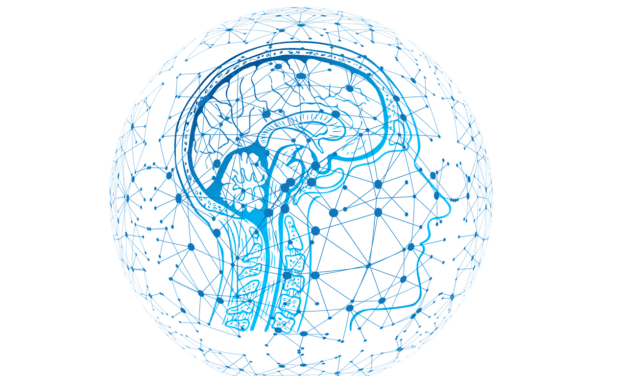 Metabolism of the brain shapes thinking and cognitive boundaries