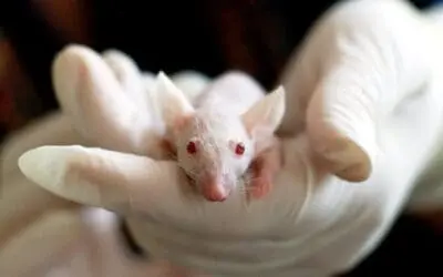 For the first time among two million laboratory animals in Germany