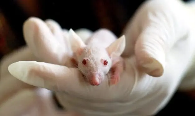 For the first time among two million laboratory animals in Germany