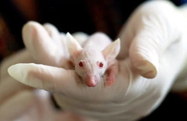 3R: New blood test reduces animal stress in cancer research