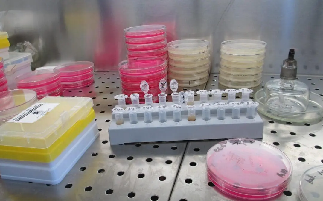 Researchers analyze chikungunya outbreaks to improve predictions and vaccine development