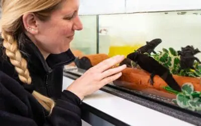 Axolotl skin offers new hope in the fight against multi-resistant germs and cancer cells