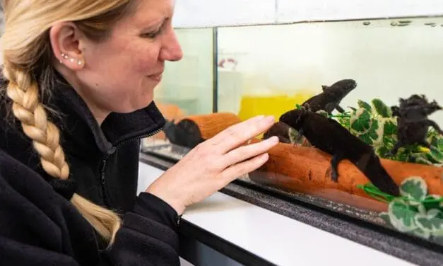 Axolotl skin offers new hope in the fight against multi-resistant germs and cancer cells