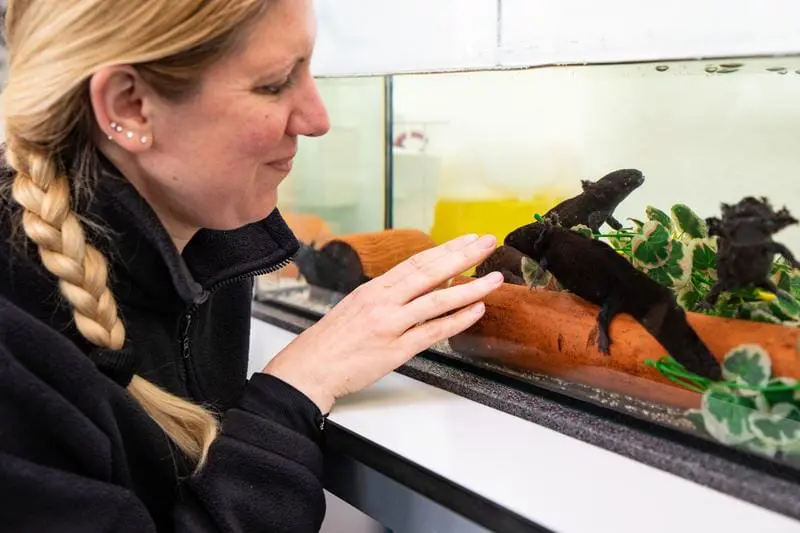 Axolotl skin offers new hope in the fight against multi-resistant germs and cancer cells