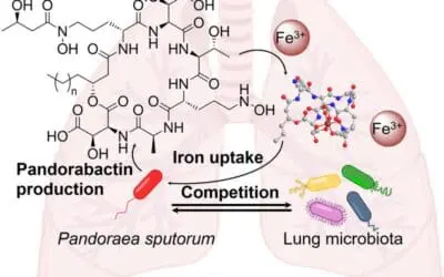 New natural compounds from Pandoraea bacteria influence lung microbiome through iron competition