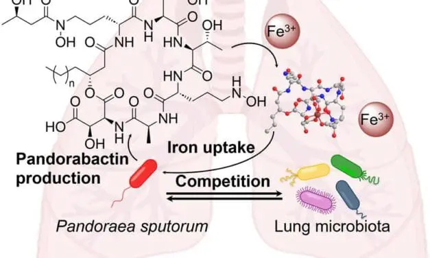New natural compounds from Pandoraea bacteria influence lung microbiome through iron competition