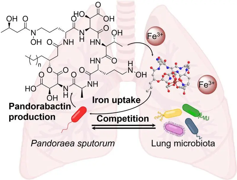 New natural compounds from Pandoraea bacteria influence lung microbiome through iron competition