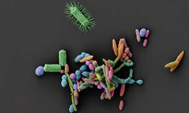 Tübingen study: Non-antibiotics weaken intestinal protection and promote pathogens