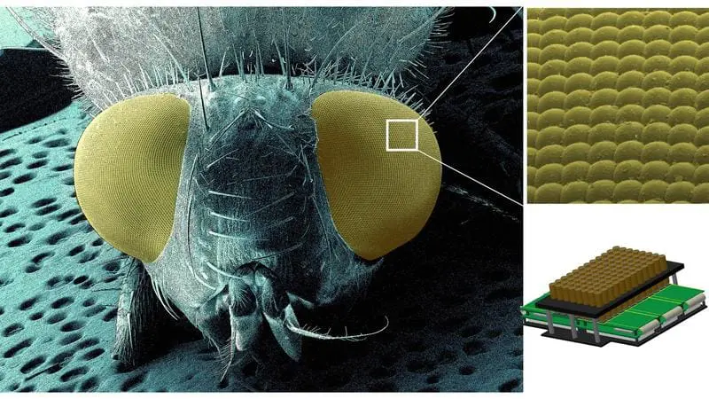 Revolutionary “ComplexEye” microscope: Immune cells 96 times faster in sight