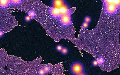 Breakthrough in cell research: Glycocalyx decoded at molecular level