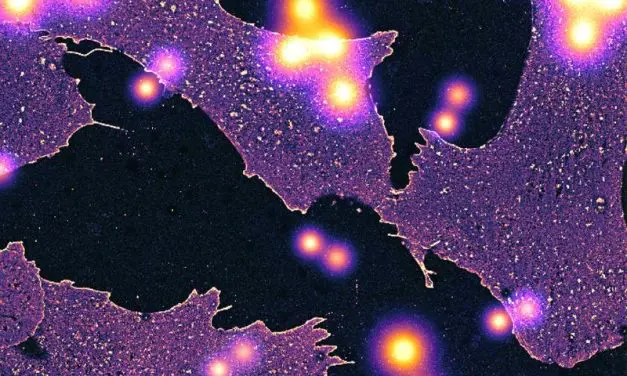 Breakthrough in cell research: Glycocalyx decoded at molecular level