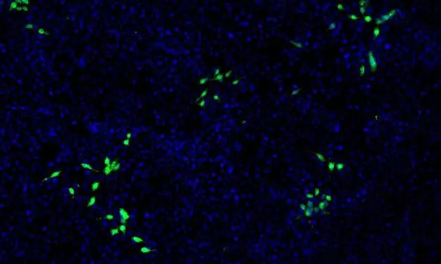 Hepatitis E virus also affects kidney cells: New findings complicate therapy