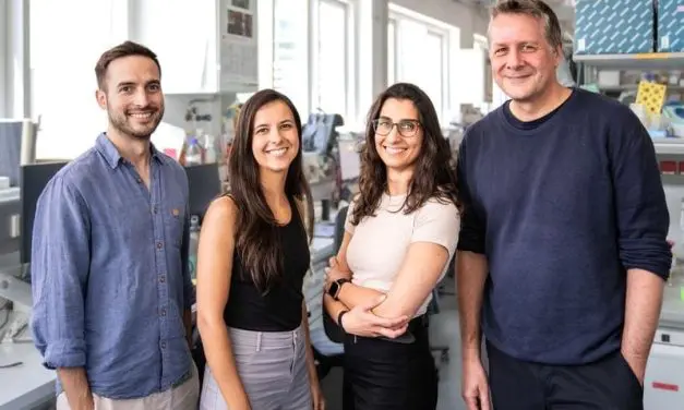 New insights into the movement of immune cells through complex tissues