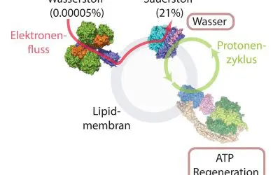 Laboratory sensation: Organisms can generate energy from air
