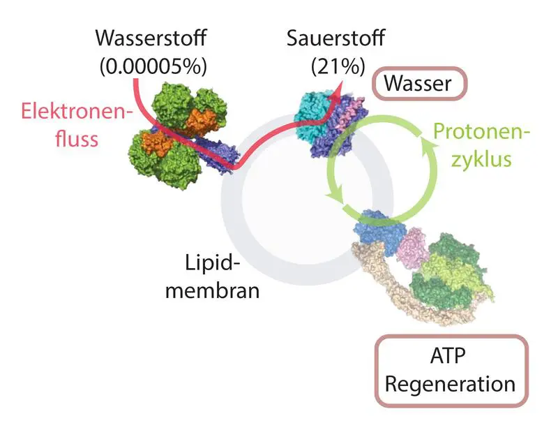 Laboratory sensation: Organisms can generate energy from air