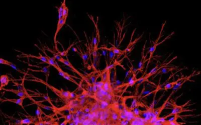 New Max Planck Center launches biomedical research in South Korea