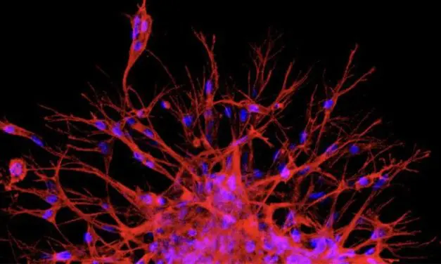 New Max Planck Center launches biomedical research in South Korea