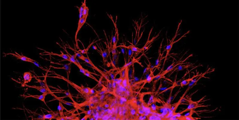 New Max Planck Center launches biomedical research in South Korea