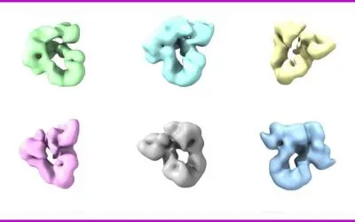 Central mechanism of protein folding decoded