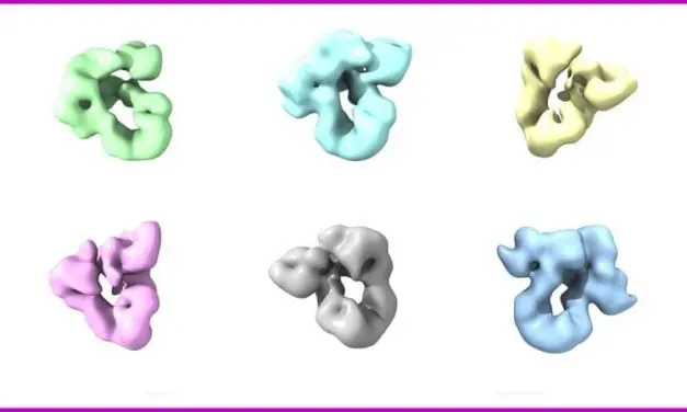 Central mechanism of protein folding decoded
