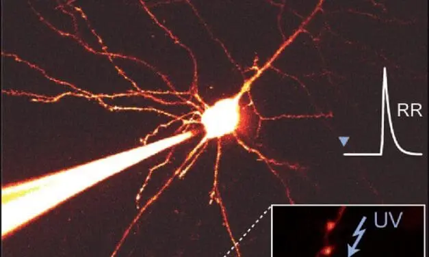 Reliable signal transmission in the brain: new findings from Leipzig