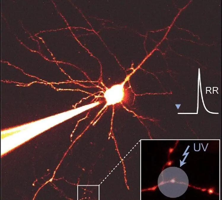 Reliable signal transmission in the brain: new findings from Leipzig