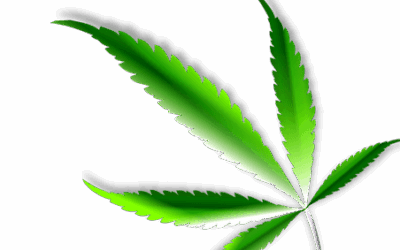 First interim results on cannabis illegalisation: Fewer crimes, stable consumer numbers