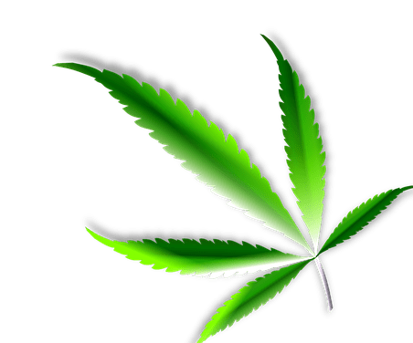 First interim results on cannabis illegalisation: Fewer crimes, stable consumer numbers