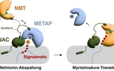 Konstanz researchers decipher enzyme mechanism against cancer