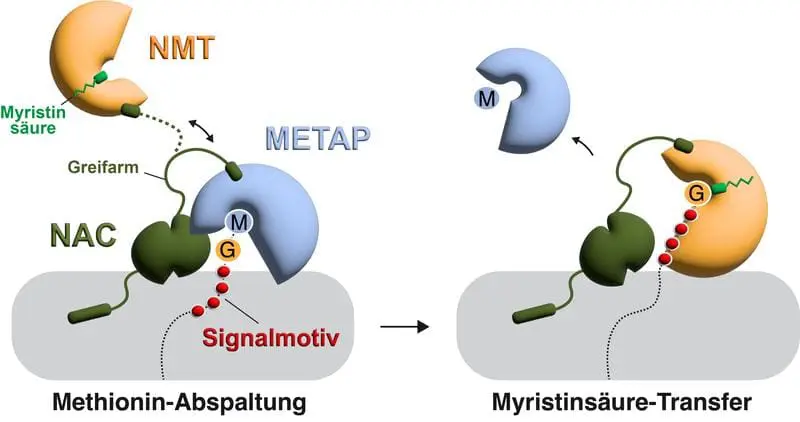 Konstanz researchers decipher enzyme mechanism against cancer