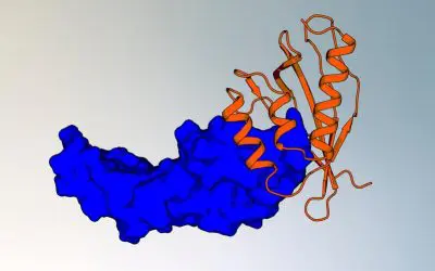 Training-free pipeline revolutionizes protein binder design for cancer treatment