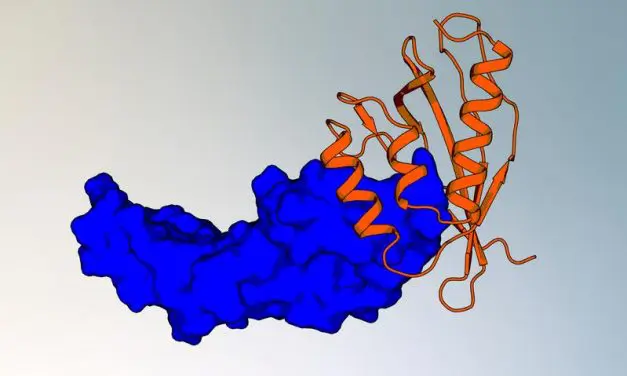 Training-free pipeline revolutionizes protein binder design for cancer treatment