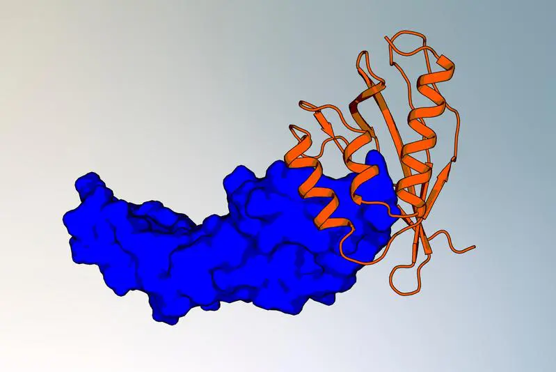 Training-free pipeline revolutionizes protein binder design for cancer treatment