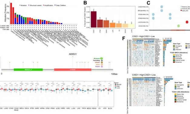New study identifies CISD1 as a promising biomarker for cancer diagnosis and therapy