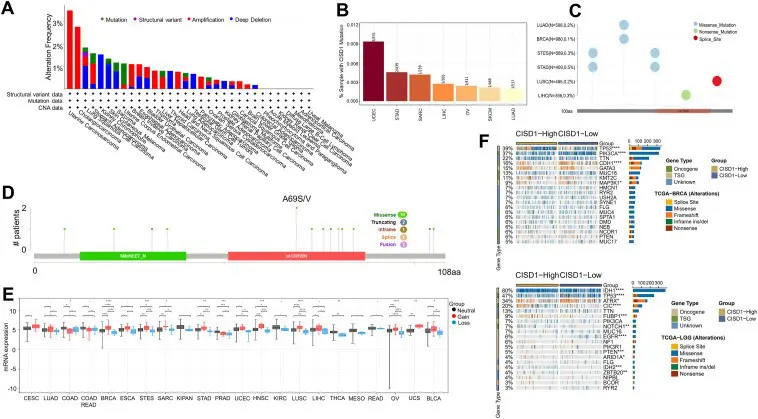 New study identifies CISD1 as a promising biomarker for cancer diagnosis and therapy