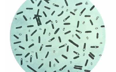 Severe botulism outbreak in Italy: Four deaths and numerous illnesses