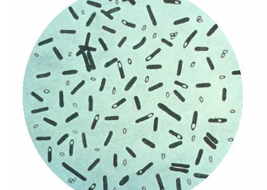 Severe botulism outbreak in Italy: Four deaths and numerous illnesses