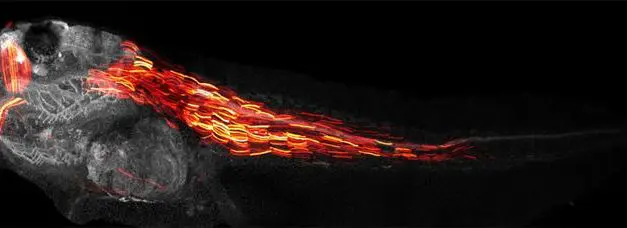 Pythia revolutionizes precise gene editing with AI support