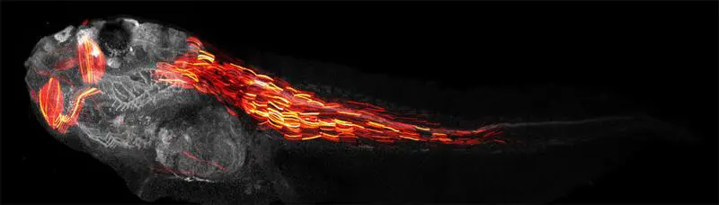 Pythia revolutionizes precise gene editing with AI support