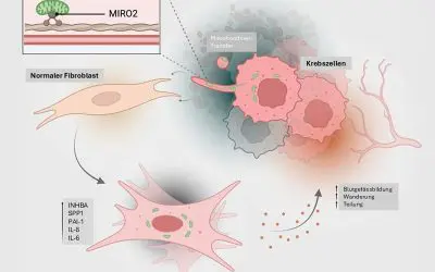 ETH researchers discover new cancer mechanism: tumours equip healthy cells with mitochondria