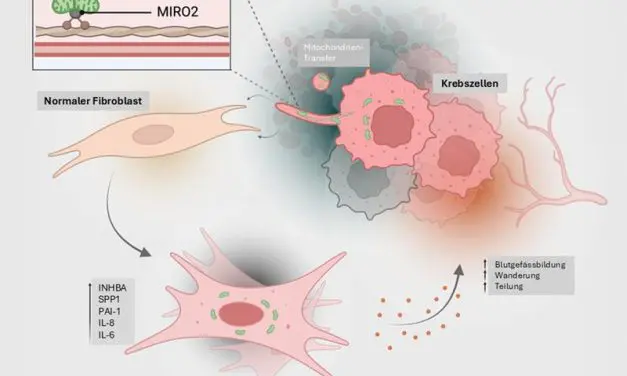 ETH researchers discover new cancer mechanism: tumours equip healthy cells with mitochondria