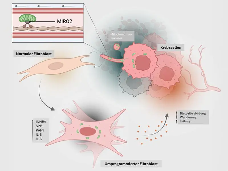 ETH researchers discover new cancer mechanism: tumours equip healthy cells with mitochondria